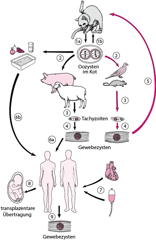 21-01-18_INF_toxoplasma_gondii_life_cycle_de